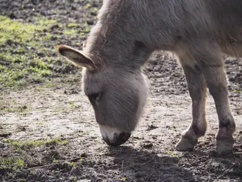 Lens Polder Petting zoo in Newport (Belgium)